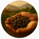 Premium Philippine Beans